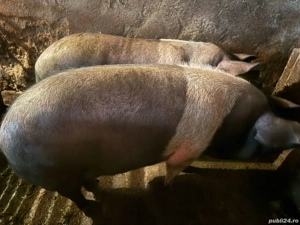 De vânzare porcii grasi - imagine 4 De vânzare porcii grasi - imagine 4