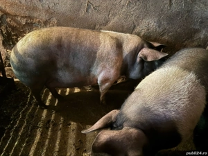 De vânzare porcii grasi - imagine 3 De vânzare porcii grasi - imagine 3