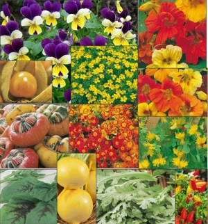 seminte flori frunze comestibile:panselute, craite,coltunasi, albastrele, galbenele, margaerete etc - imagine 4