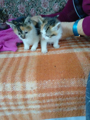 Pui de pisică pt adoptie