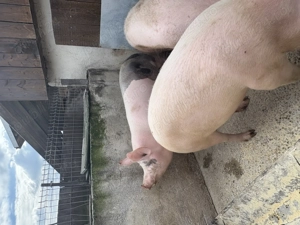 Vand porci de Craciun