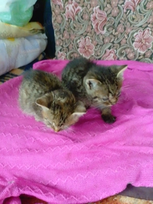 Pui de pisică pt adoptie - imagine 2