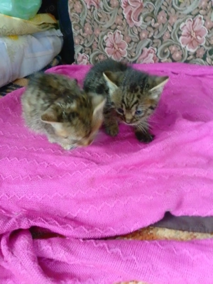 Pui de pisică pt adoptie - imagine 3