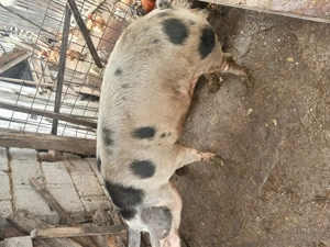 Vand porc de carne crescut bio  - imagine 4