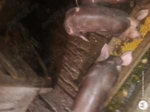 Vând purcei - imagine 2