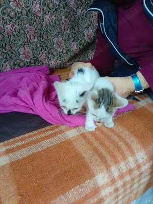 Pui de pisică pt adoptie - imagine 5