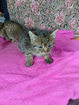 Pui de pisică pt adoptie - imagine 4