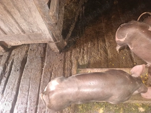 Vând purcei - imagine 4