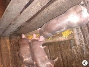 Vând purcei - imagine 3