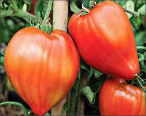 50 Seminte de Tomate Brutus - rosii gigant timpurii