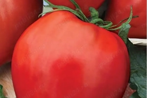 50 Seminte de Tomate Brutus - rosii gigant timpurii - imagine 2