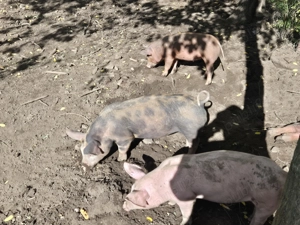 Purcei de vanzare - imagine 2 Purcei de vanzare - imagine 2