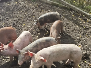 Purcei de vanzare - imagine 3 Purcei de vanzare - imagine 3