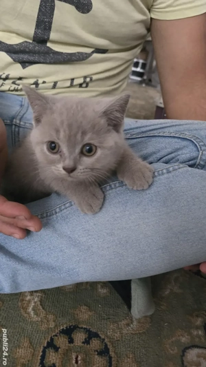 British shorthair lila - imagine 2 British shorthair lila - imagine 2