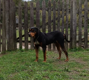 Vând câine de vânătoare  - imagine 2 Vând câine de vânătoare  - imagine 2