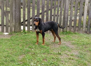 Vând câine de vânătoare  - imagine 4 Vând câine de vânătoare  - imagine 4