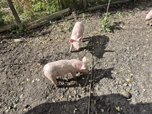 Purcei de vanzare - imagine 5 Purcei de vanzare - imagine 5