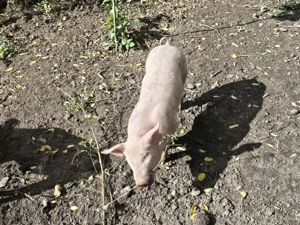 Purcei de vanzare - imagine 6 Purcei de vanzare - imagine 6