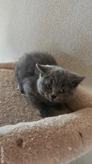 British shorthair blue 