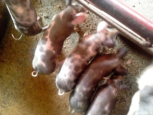 Porci petrani - imagine 3 Porci petrani - imagine 3