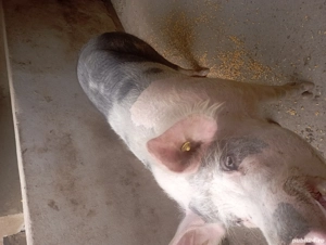 Porci petrani - imagine 2 Porci petrani - imagine 2