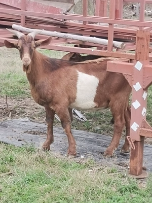 Vând țap de un an, metis alpin francez cu anglonubian - imagine 2