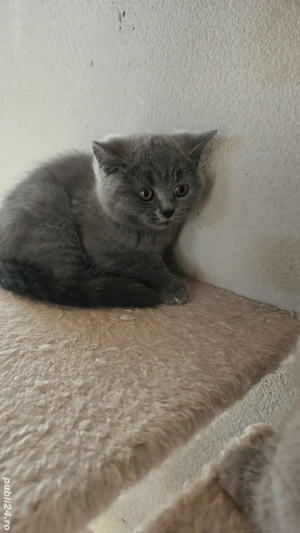 British shorthair blue  - imagine 3 British shorthair blue  - imagine 3