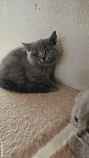 British shorthair blue  - imagine 2 British shorthair blue  - imagine 2