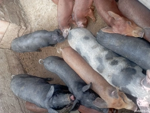 Porci petrani - imagine 5 Porci petrani - imagine 5