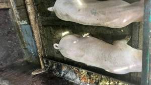 Vând purcea la alegere din cele două din imagine au în jur la 80 100 kg 