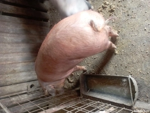 Porci petrani - imagine 4 Porci petrani - imagine 4