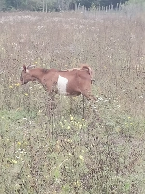 Vând țap de un an, metis alpin francez cu anglonubian - imagine 4