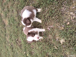 Catei border collie - imagine 2