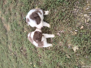 Catei border collie - imagine 4