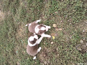 Catei border collie - imagine 5