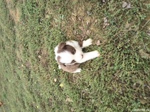 Catei border collie - imagine 3