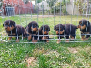 Catei Rottweleir