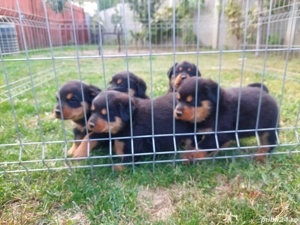 Catei Rottweleir