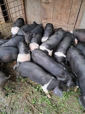 Purcei bazna - imagine 2