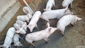 de vinzare porci .purcei
