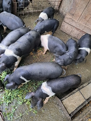 Purcei bazna - imagine 3