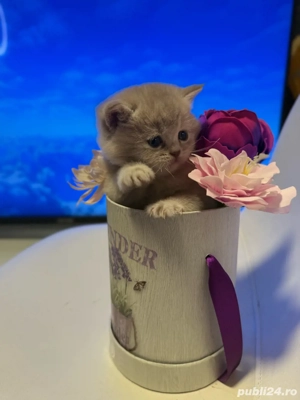 British Shorthair Alb - imagine 3