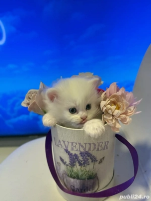 British Shorthair Alb - imagine 2