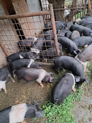 Purcei bazna - imagine 5