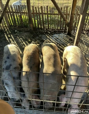Porcii de vânzare  - imagine 3