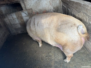 scroafa de vînzare  - imagine 2