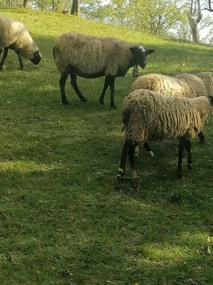 Oi de rasă Romanov gestante 