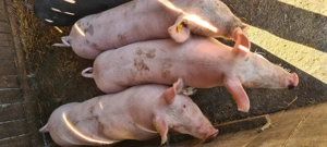 Vând grasuni din monta