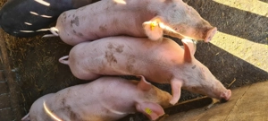 Vând grasuni marele alb - imagine 4