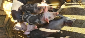 Vând grasuni din monta - imagine 4